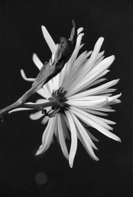 Viola Patzig