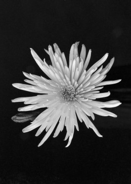 Viola Patzig